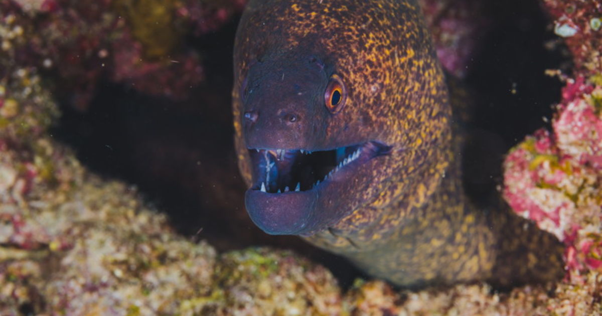 うつぼは見た目に反しておいしい食べやすい魚 コラム 心斎橋で居酒屋をお探しなら【酒菜・味彩 ためきち】